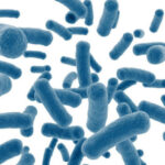 Bacteria intestinal pasteurizada podría detener la progresión de la obesidad y la diabetes en ratones