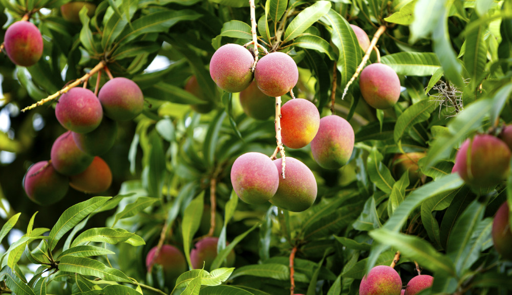 Extracto de árbol de mango podría prevenir lesiones del corazón