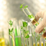 Biotecnología de tratamientos a base de plantas para la la diabetes
