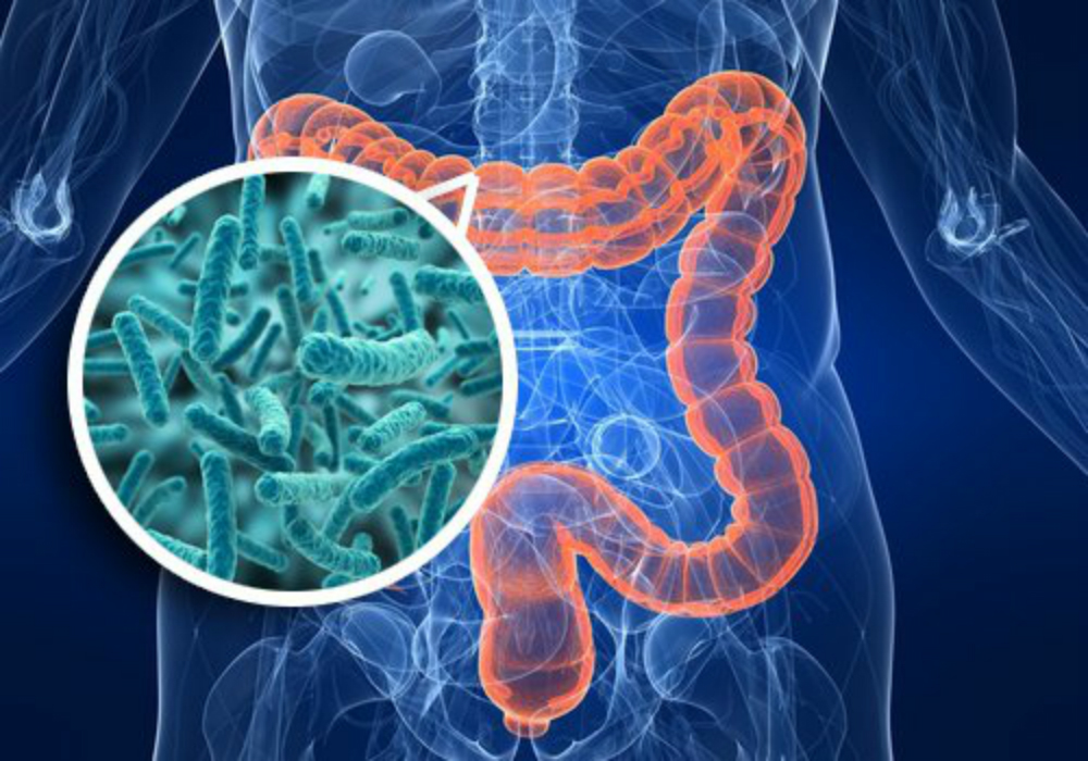 Los científicos descubren vínculo importante entre el sistema inmunológico, las bacterias del intestino y el metabolismo de la glucosa