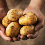 ¿Por qué las patatas elevan la glucosa en la sangre más que el azúcar?