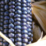 Extracto de maíz azul podría tener beneficios para la salud contra la diabetes tipo 2