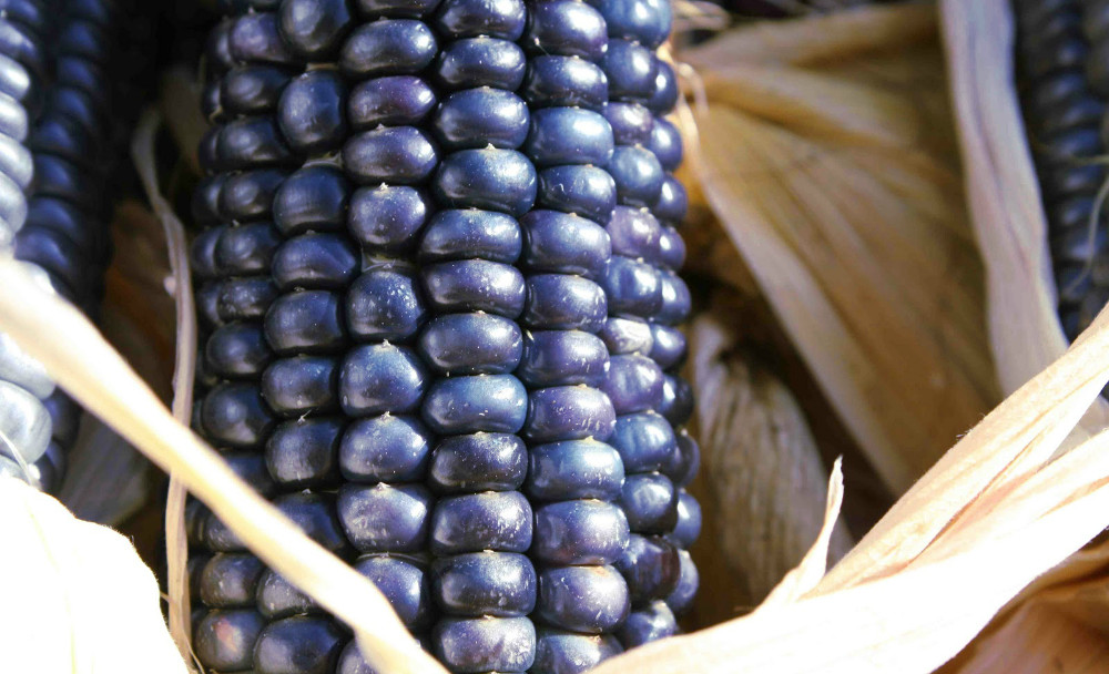 Extracto de maíz azul podría tener beneficios para la salud contra la diabetes tipo 2