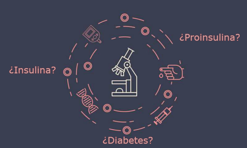 Se investiga el mal plegamiento de la proinsulina para comprender mejor la diabetes