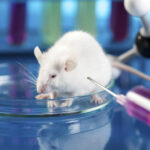 Cuatro emocionantes descubrimientos sobre la diabetes y la obesidad