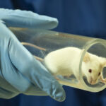 El estudio de un nuevo fármaco muestra la capacidad de revertir completamente la diabetes en ratones