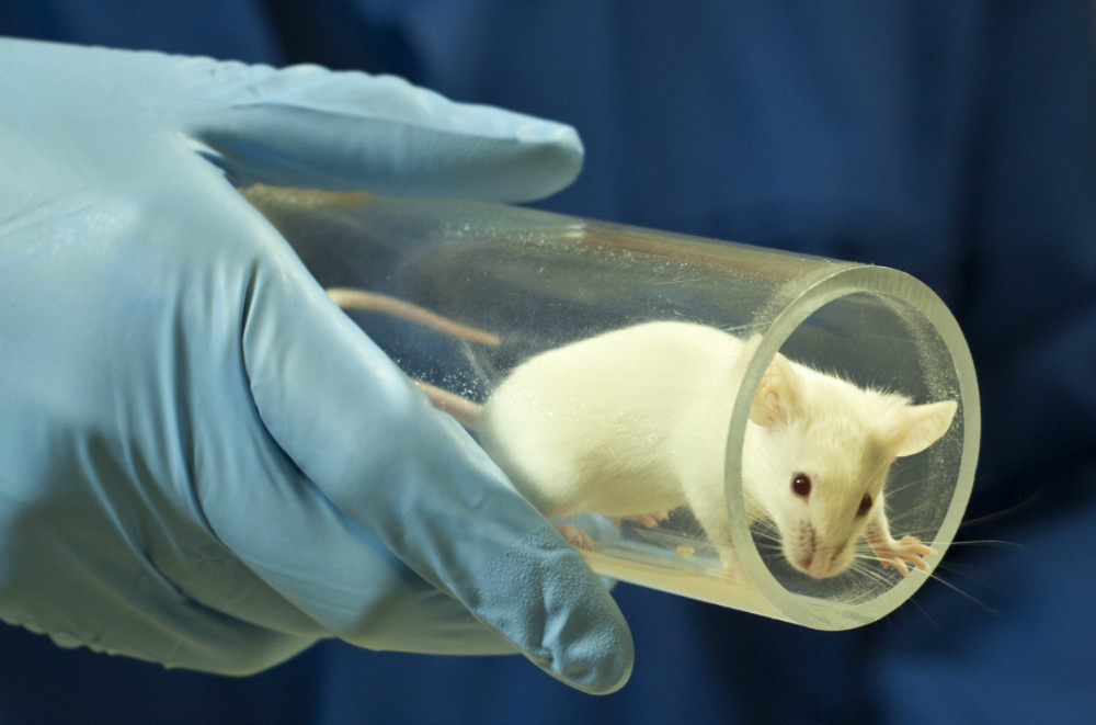 El estudio de un nuevo fármaco muestra la capacidad de revertir completamente la diabetes en ratones