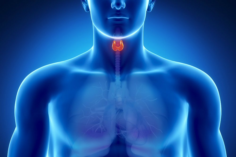 ¿Cantidades bajas de la hormona tiroidea aumentan el riesgo de desarrollar diabetes tipo 2?
