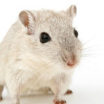 Crecimiento de páncreas en ratas genéticamente compatibles revierte la diabetes en ratones